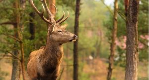 How to Butcher a Deer-professionalbutcherknives.com